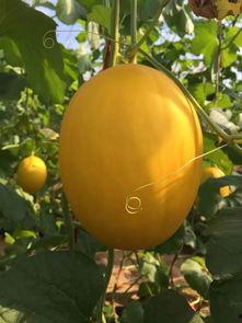 吃冰糖蜜瓜视频 第2张 吃冰糖蜜瓜视频 第2张